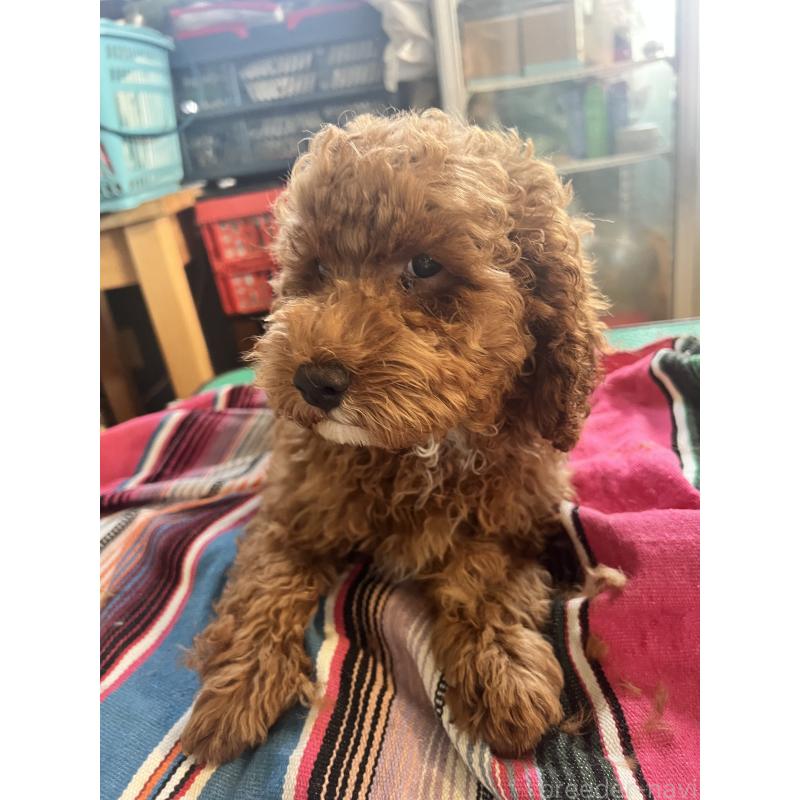 成約済の茨城県のコッカプー:アメリカンコッカースパニエル×トイプードル-407881の2枚目