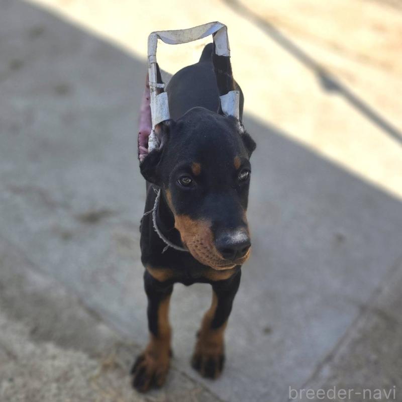 販売中の茨城県のドーベルマン-415241の34枚目