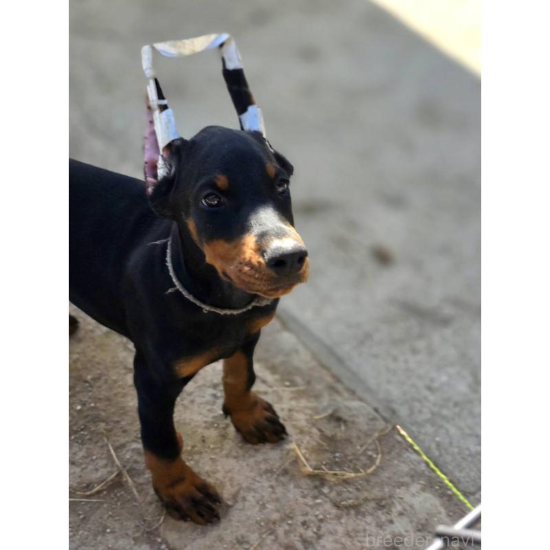 販売中の茨城県のドーベルマン-415241の33枚目