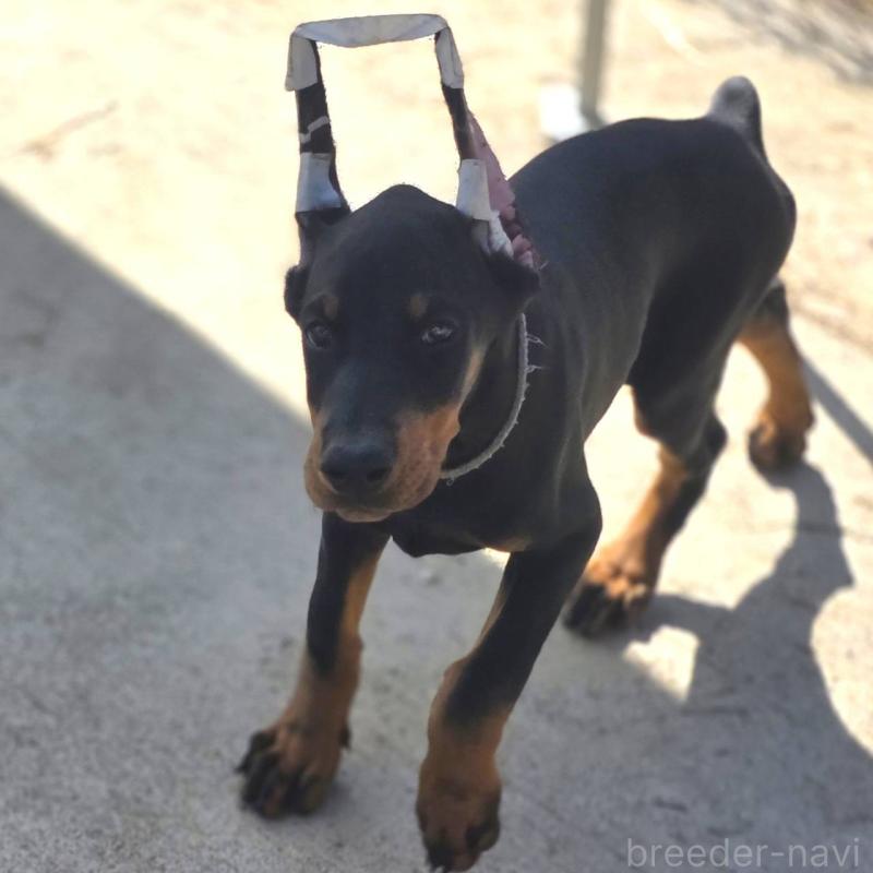 販売中の茨城県のドーベルマン-415241の31枚目