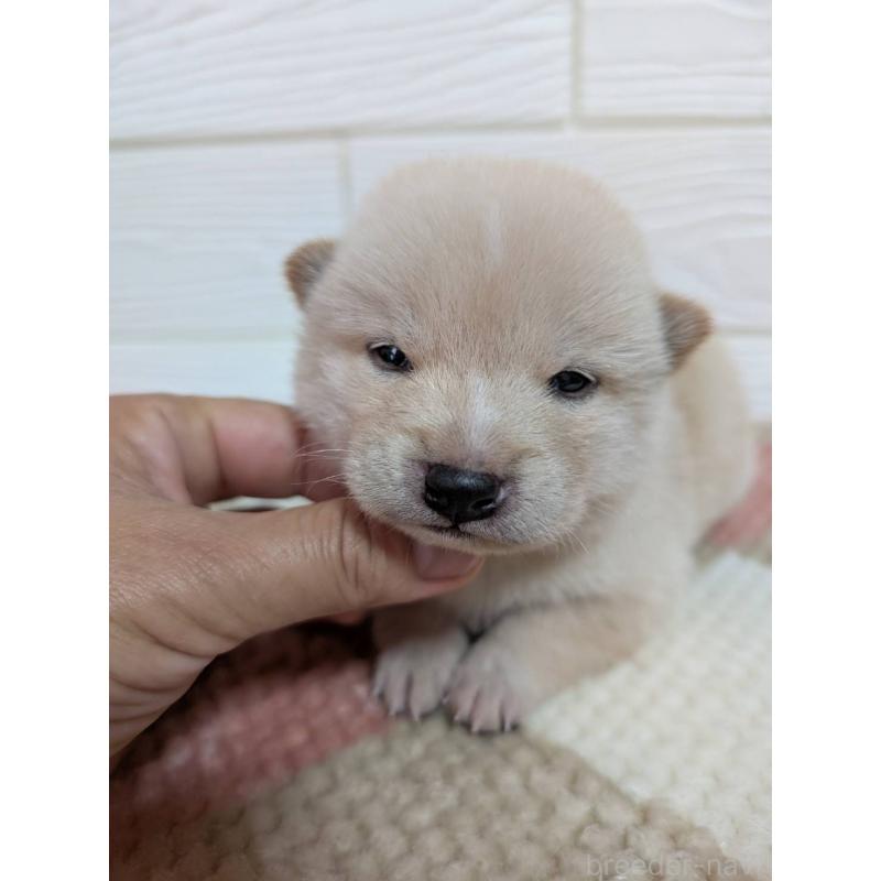 販売中の宮崎県の豆柴-419191の1枚目