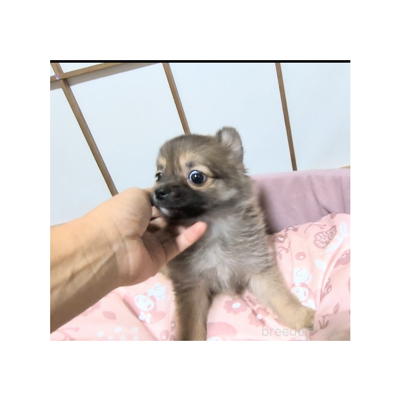 販売中の茨城県のミックス犬-417436の5枚目