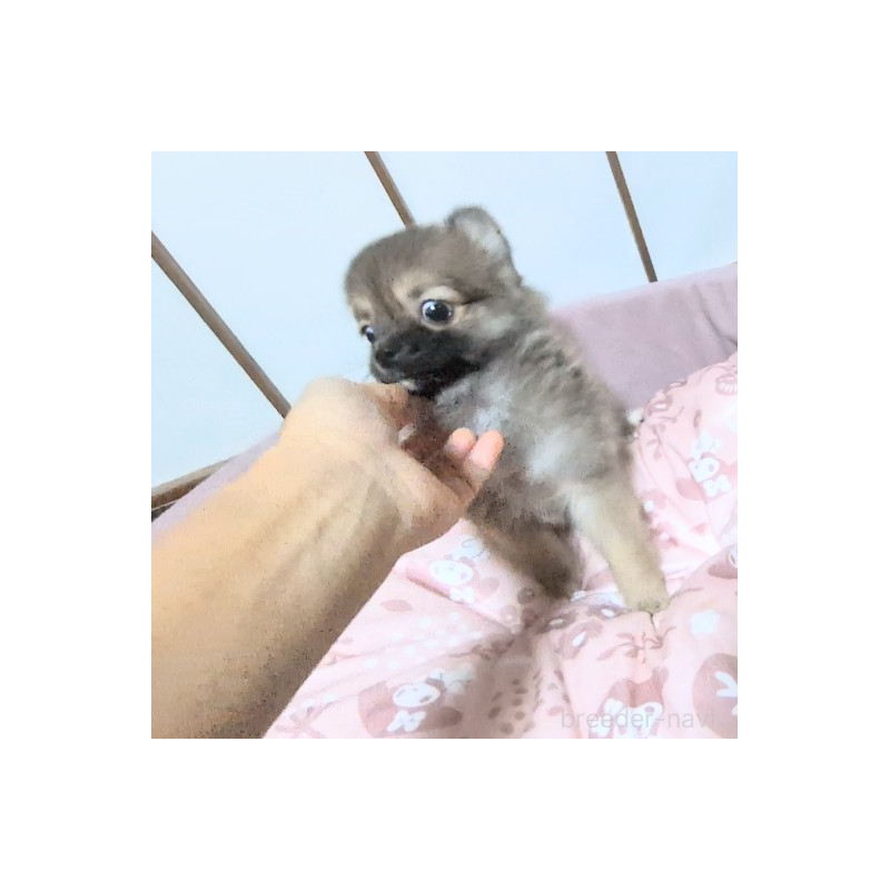 販売中の茨城県のミックス犬-417436の2枚目