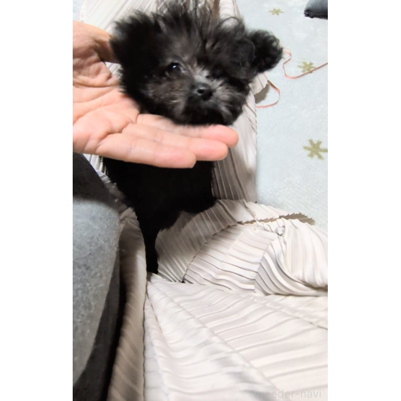 成約済の茨城県のミックス犬-417864の5枚目