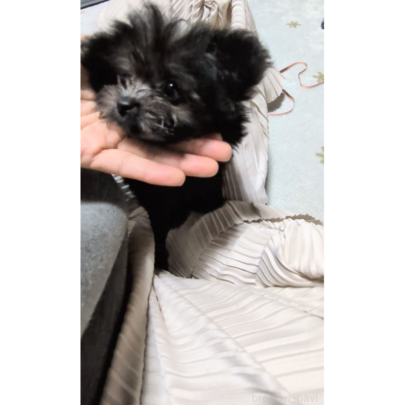 成約済の茨城県のミックス犬-417864の4枚目