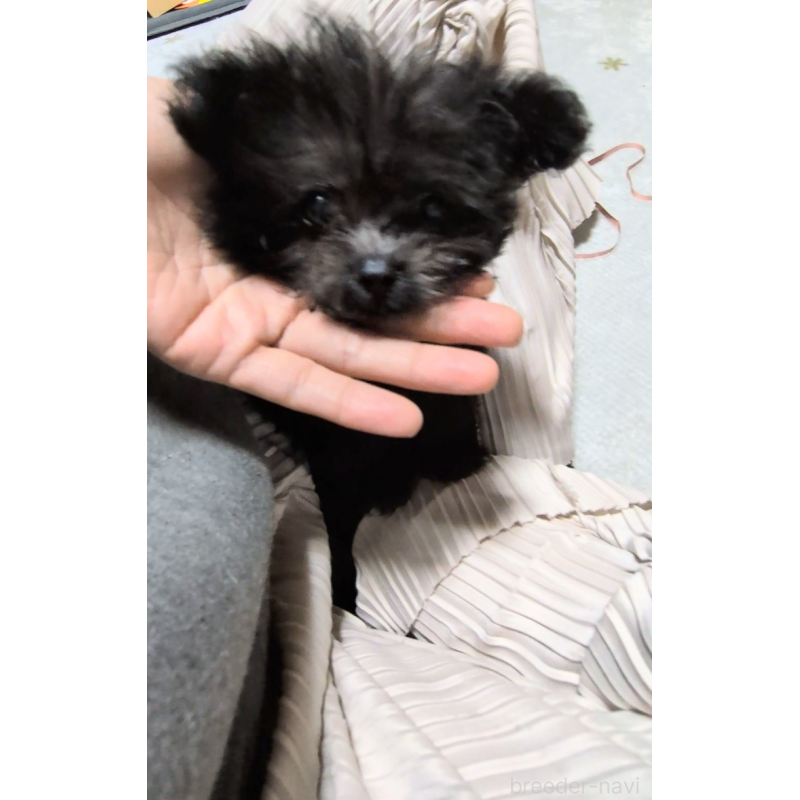 成約済の茨城県のミックス犬-417864の3枚目