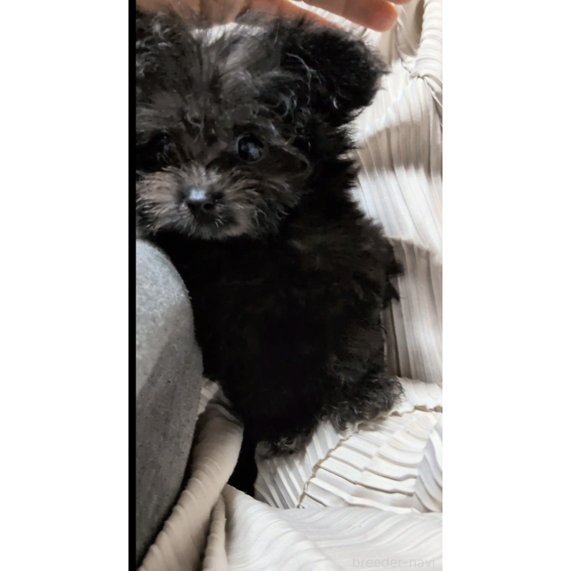 成約済の茨城県のミックス犬-417864の2枚目