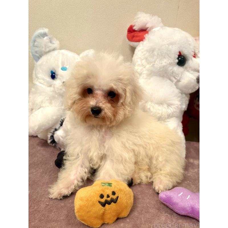 販売中の東京都のミックス犬-404057の6枚目