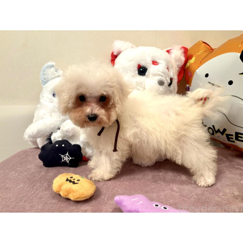 販売中の東京都のミックス犬-404057の5枚目