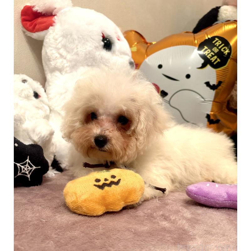 販売中の東京都のミックス犬-404057の4枚目