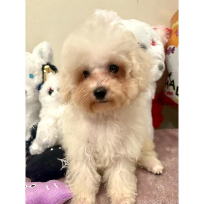 販売中の東京都のミックス犬-404057の3枚目