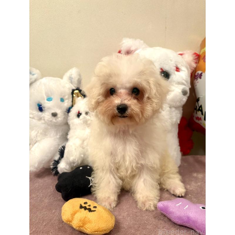 販売中の東京都のミックス犬-404057の2枚目