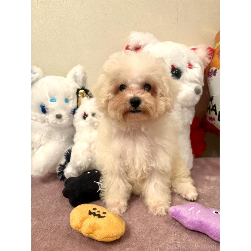 販売中の東京都のミックス犬-404057