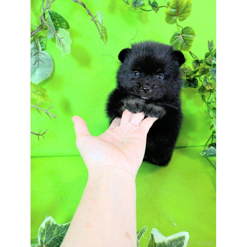 販売中の神奈川県のポメラニアン-419195の1枚目