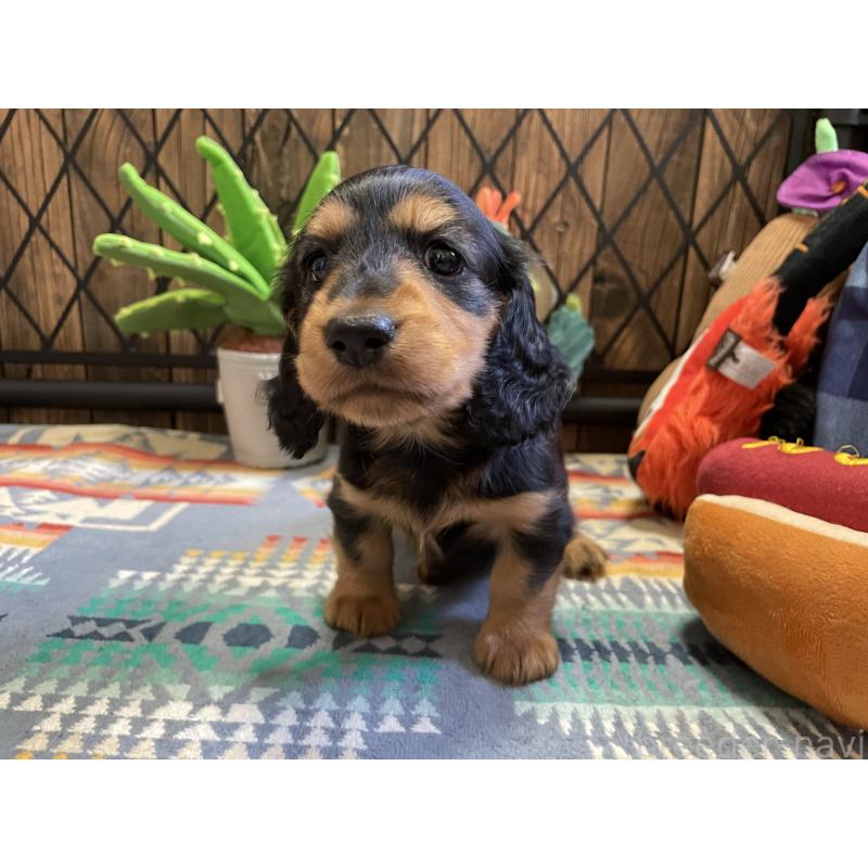 成約済の北海道のミニチュアダックスフンド(ロングヘアード)-417022の10枚目