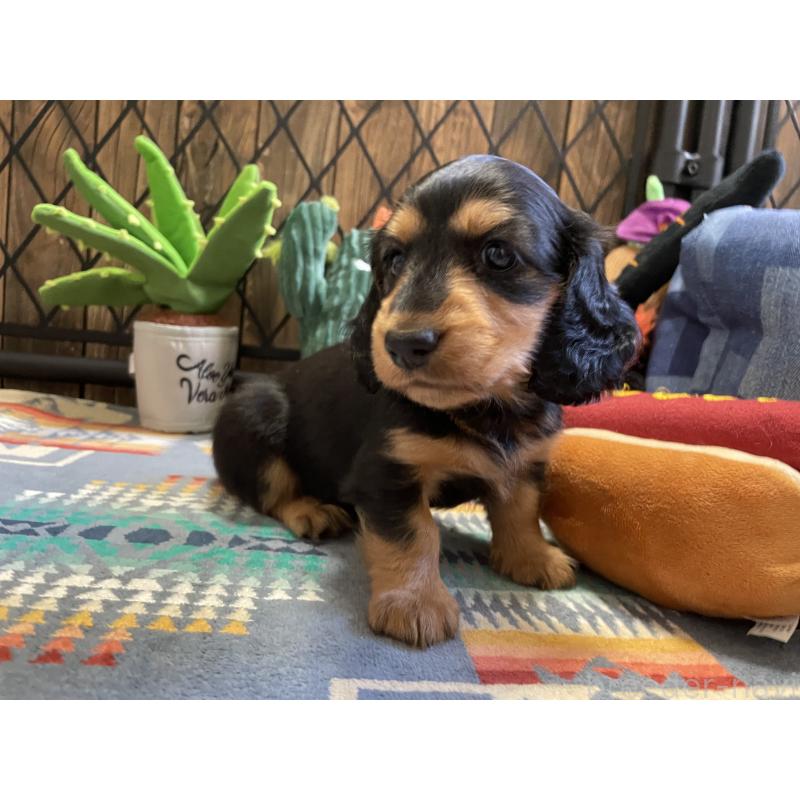 成約済の北海道のミニチュアダックスフンド(ロングヘアード)-417022の9枚目