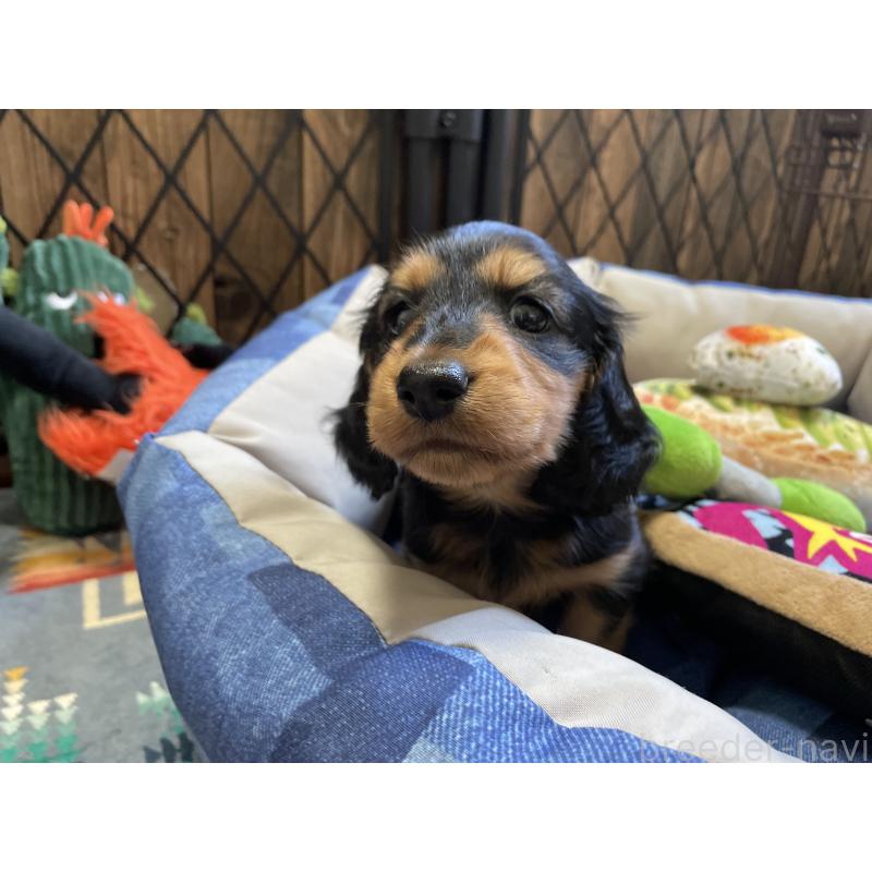 成約済の北海道のミニチュアダックスフンド(ロングヘアード)-417022の8枚目