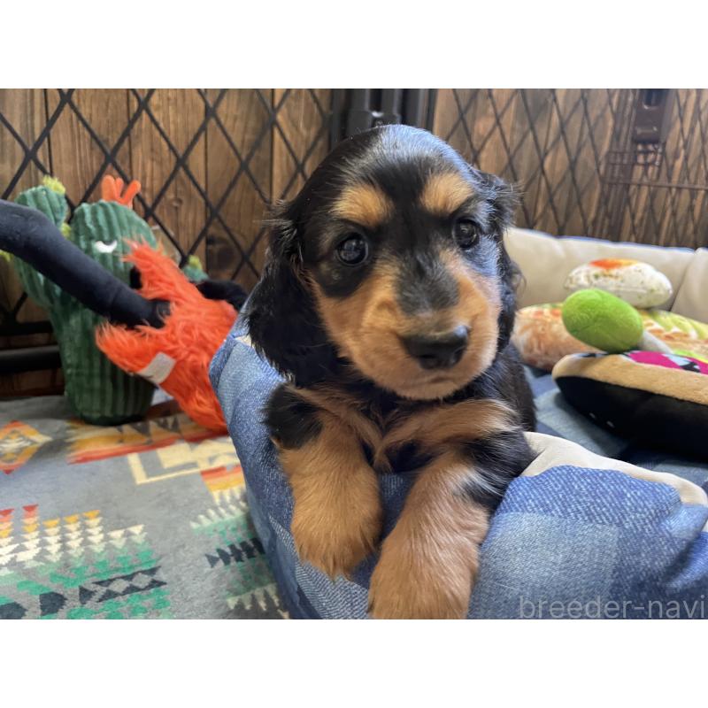 成約済の北海道のミニチュアダックスフンド(ロングヘアード)-417022の7枚目