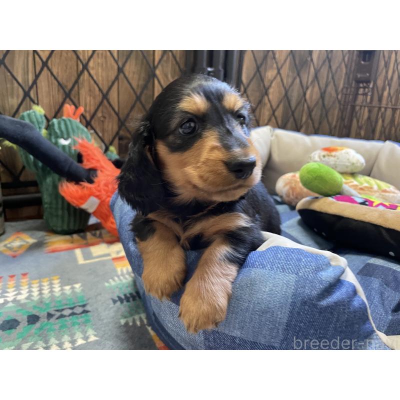 成約済の北海道のミニチュアダックスフンド(ロングヘアード)-417022の6枚目