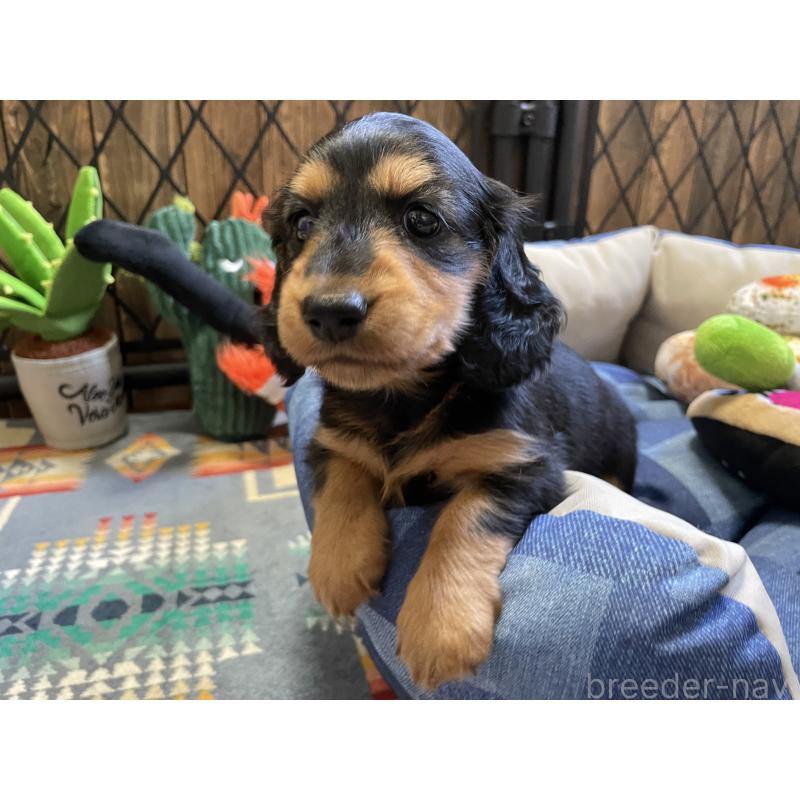 成約済の北海道のミニチュアダックスフンド(ロングヘアード)-417022の5枚目