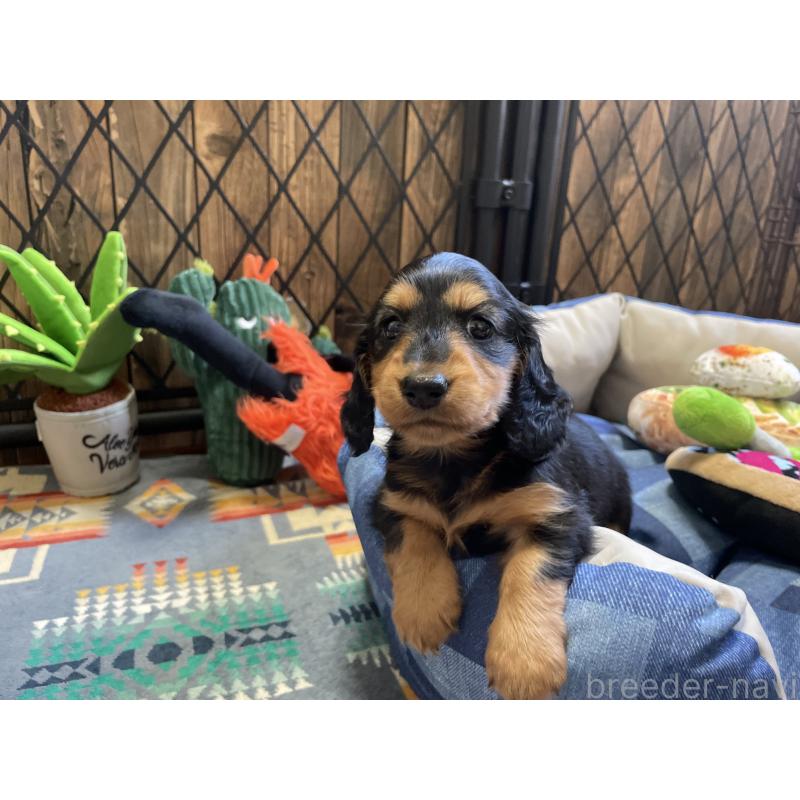 成約済の北海道のミニチュアダックスフンド(ロングヘアード)-417022の4枚目