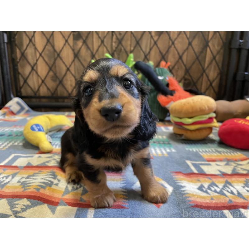 成約済の北海道のミニチュアダックスフンド(ロングヘアード)-417022の3枚目