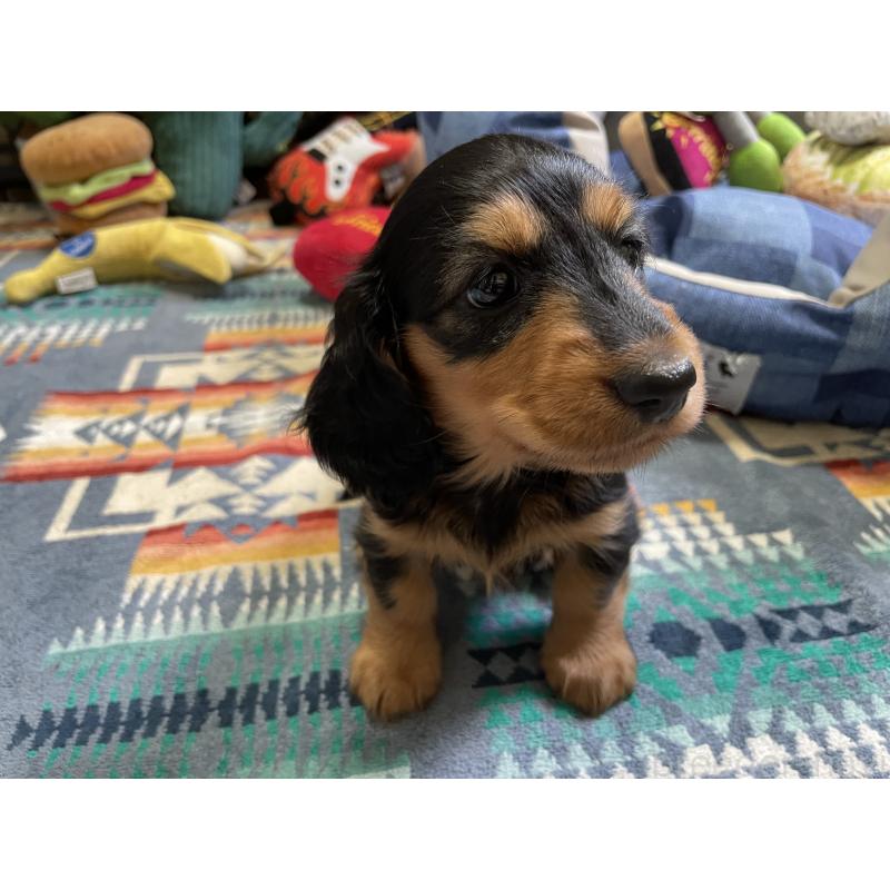 成約済の北海道のミニチュアダックスフンド(ロングヘアード)-417022の2枚目