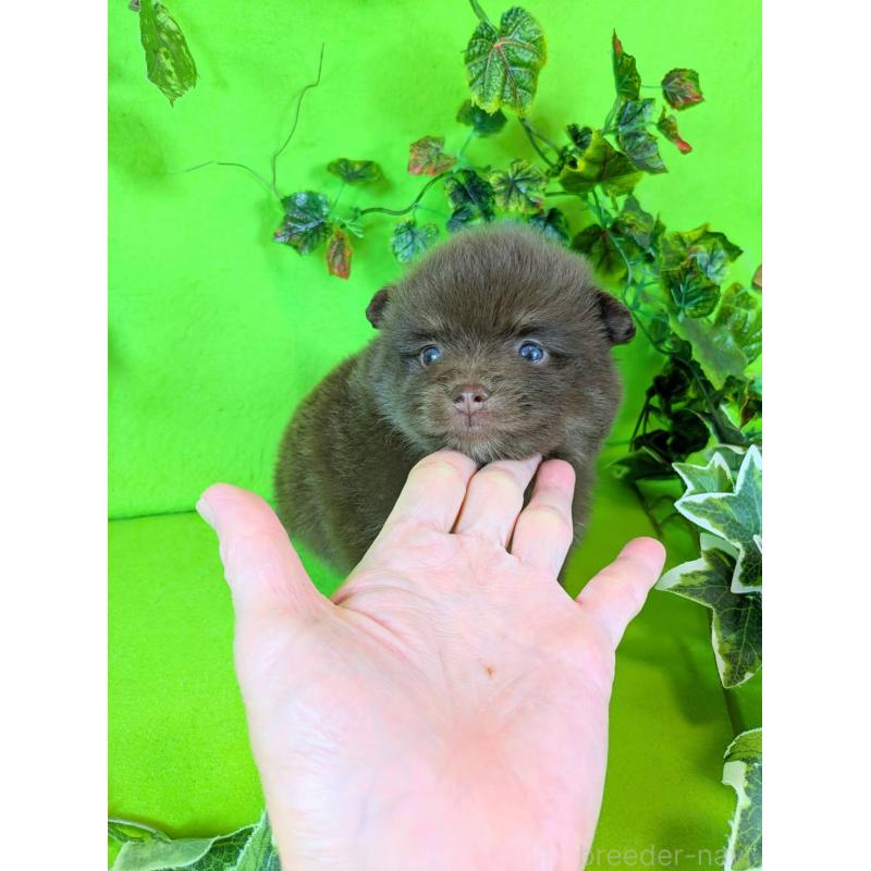 販売中の神奈川県のポメラニアン-419196の6枚目