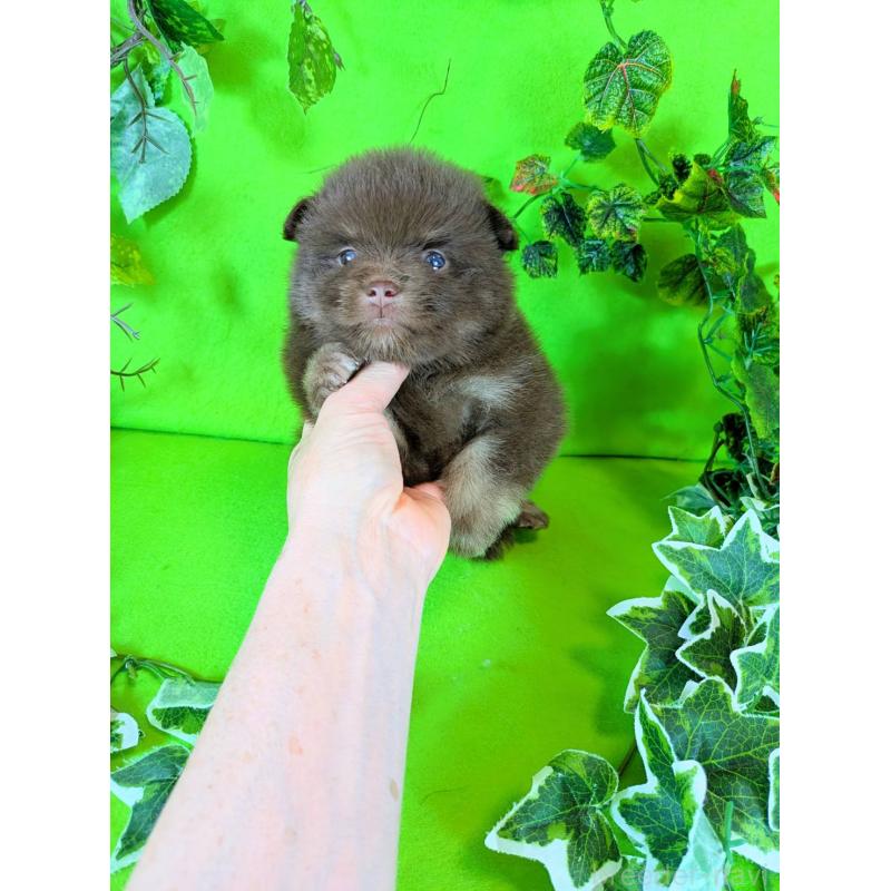 販売中の神奈川県のポメラニアン-419196の5枚目