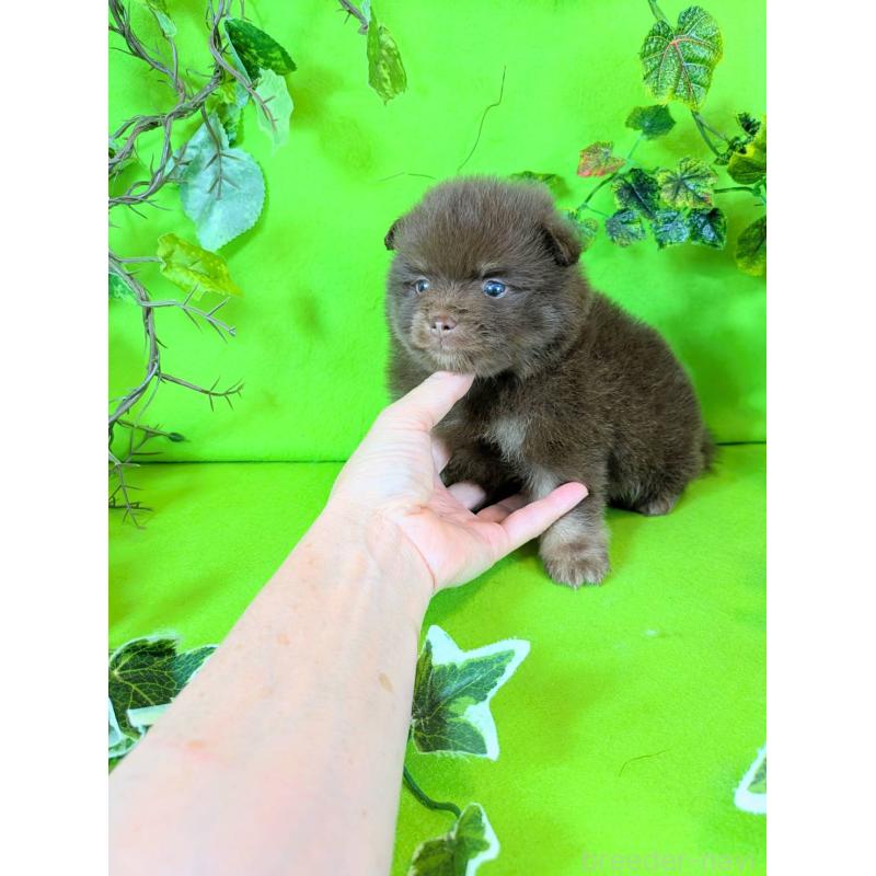 販売中の神奈川県のポメラニアン-419196の3枚目