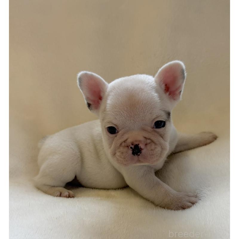 販売中の山口県のフレンチブルドッグ-416413