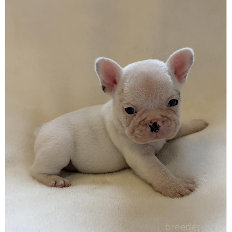 販売中の山口県のフレンチブルドッグ-416413の8枚目