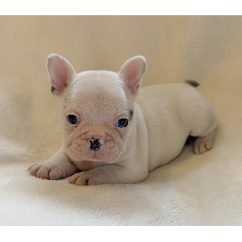 販売中の山口県のフレンチブルドッグ-416413の7枚目