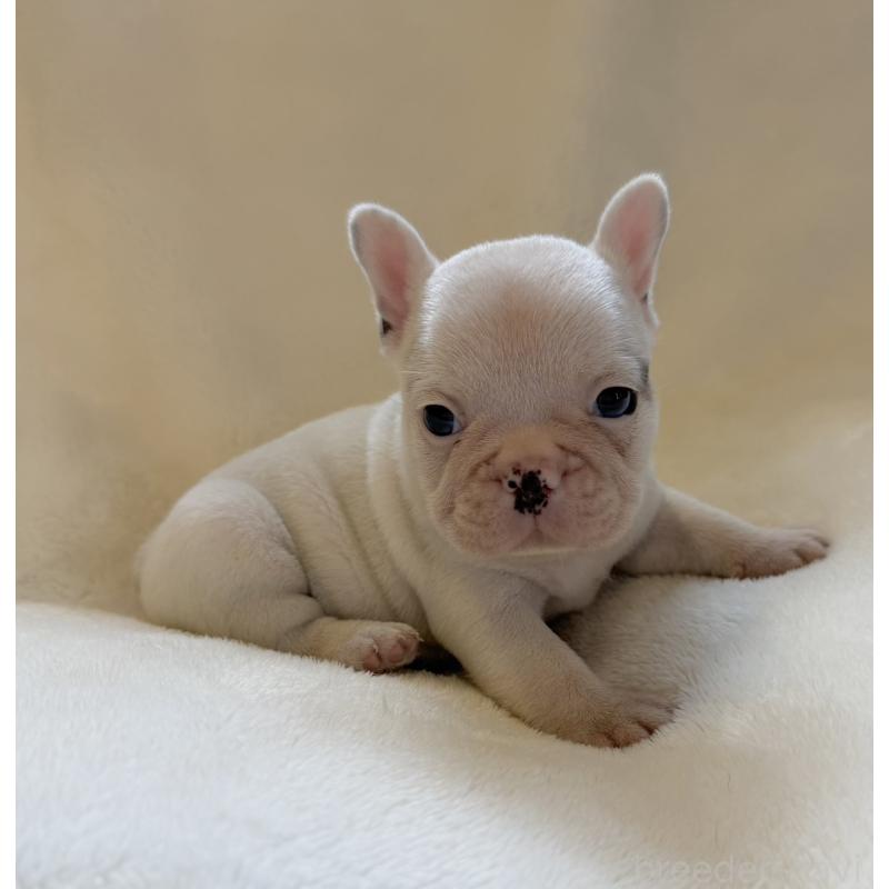 販売中の山口県のフレンチブルドッグ-416413の6枚目