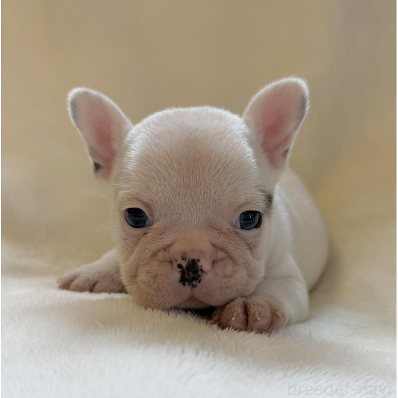 販売中の山口県のフレンチブルドッグ-416413の5枚目