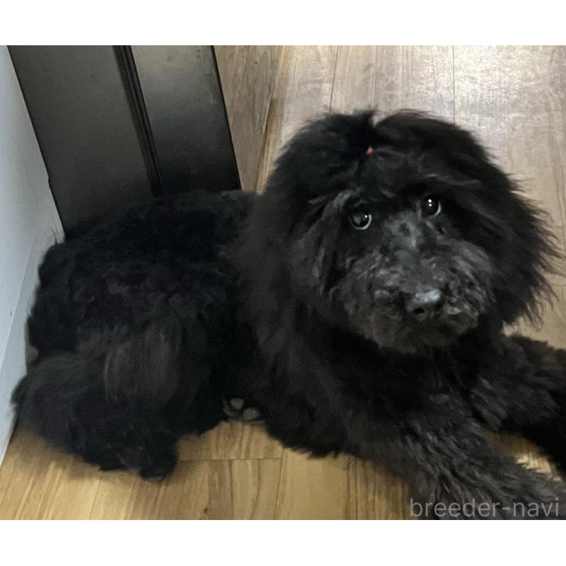 成約済の大阪府のスタンダードプードル-419017の3枚目