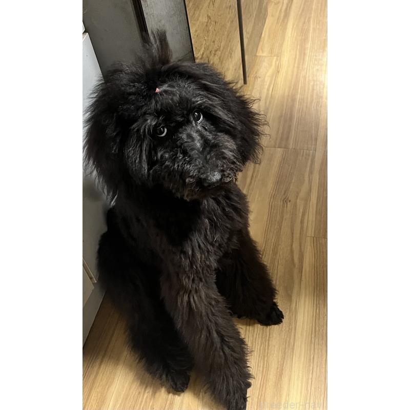 成約済の大阪府のスタンダードプードル-419017の2枚目