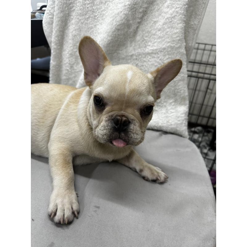 成約済の千葉県のフレンチブルドッグ-398849の1枚目