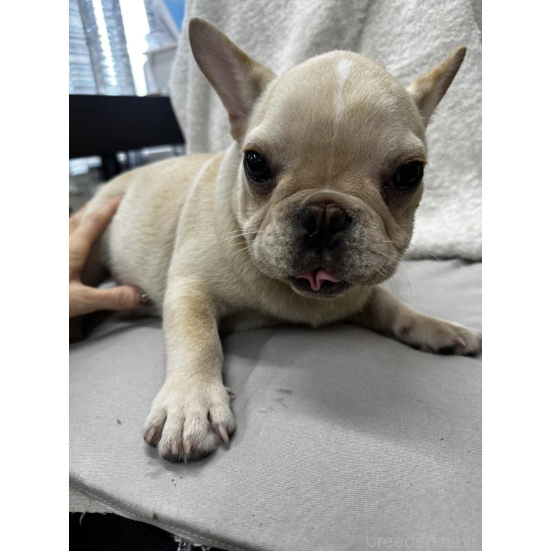 成約済の千葉県のフレンチブルドッグ-398849の4枚目