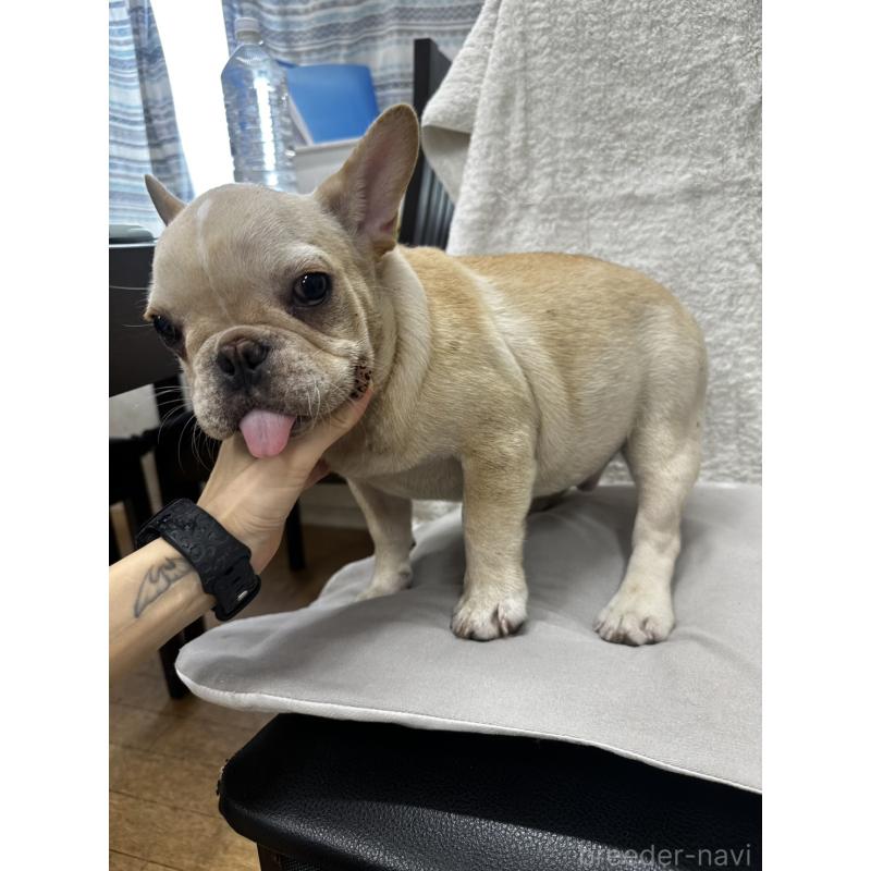 成約済の千葉県のフレンチブルドッグ-398849の3枚目