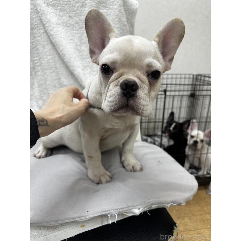 販売中の千葉県のフレンチブルドッグ-398851の1枚目
