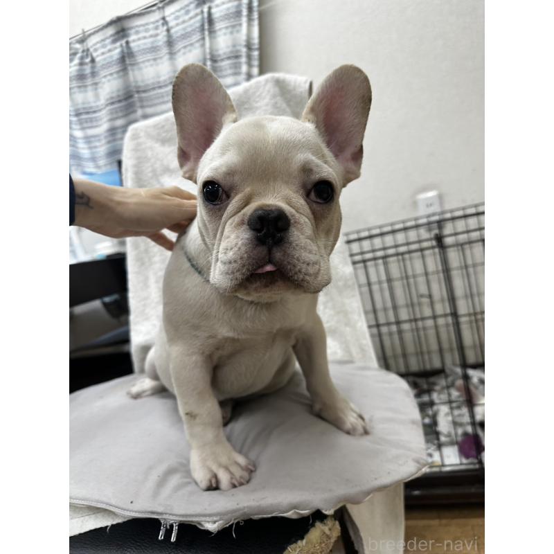 販売中の千葉県のフレンチブルドッグ-398851の5枚目