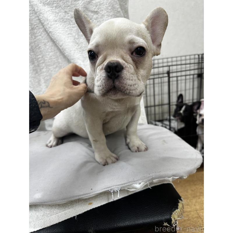 販売中の千葉県のフレンチブルドッグ-398851の4枚目