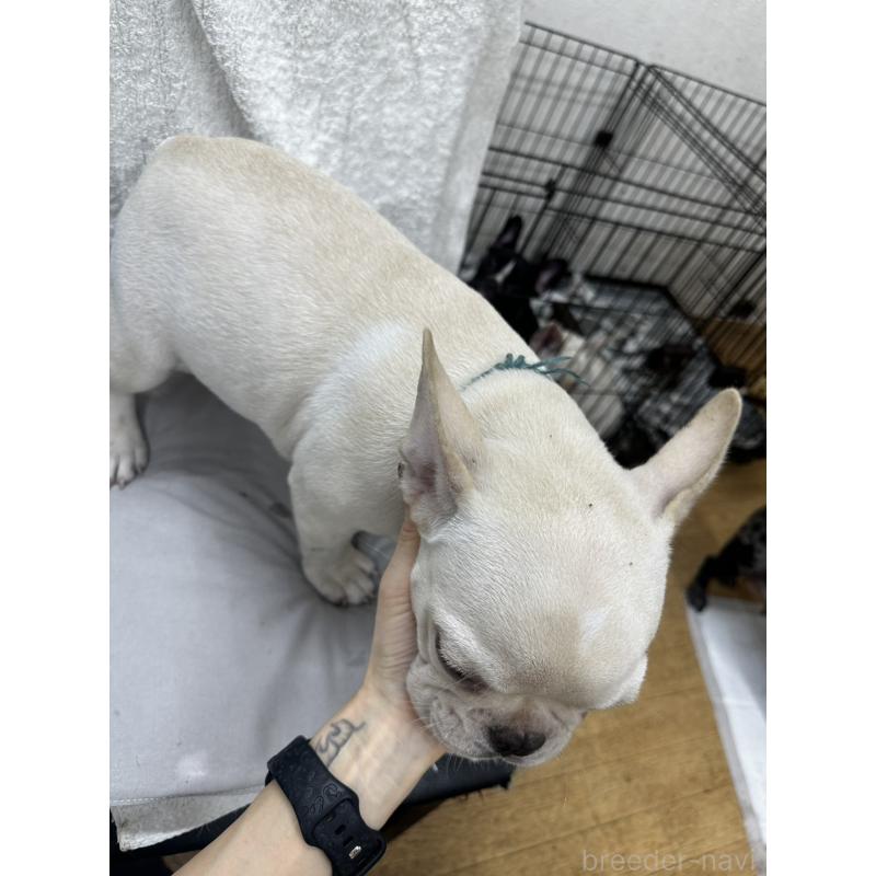販売中の千葉県のフレンチブルドッグ-398851の3枚目