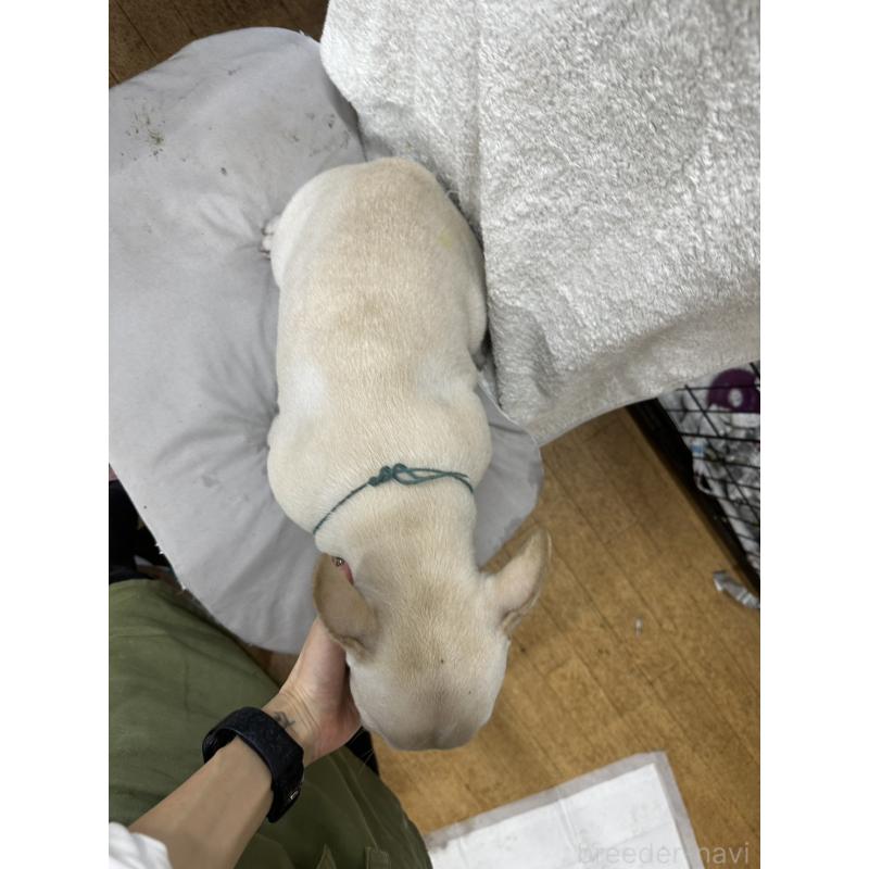 販売中の千葉県のフレンチブルドッグ-398851の2枚目