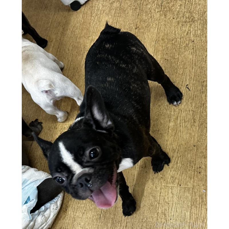 成約済の千葉県のフレンチブルドッグ-398813の5枚目