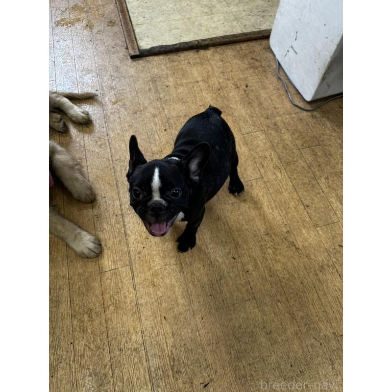 成約済の千葉県のフレンチブルドッグ-398813の4枚目