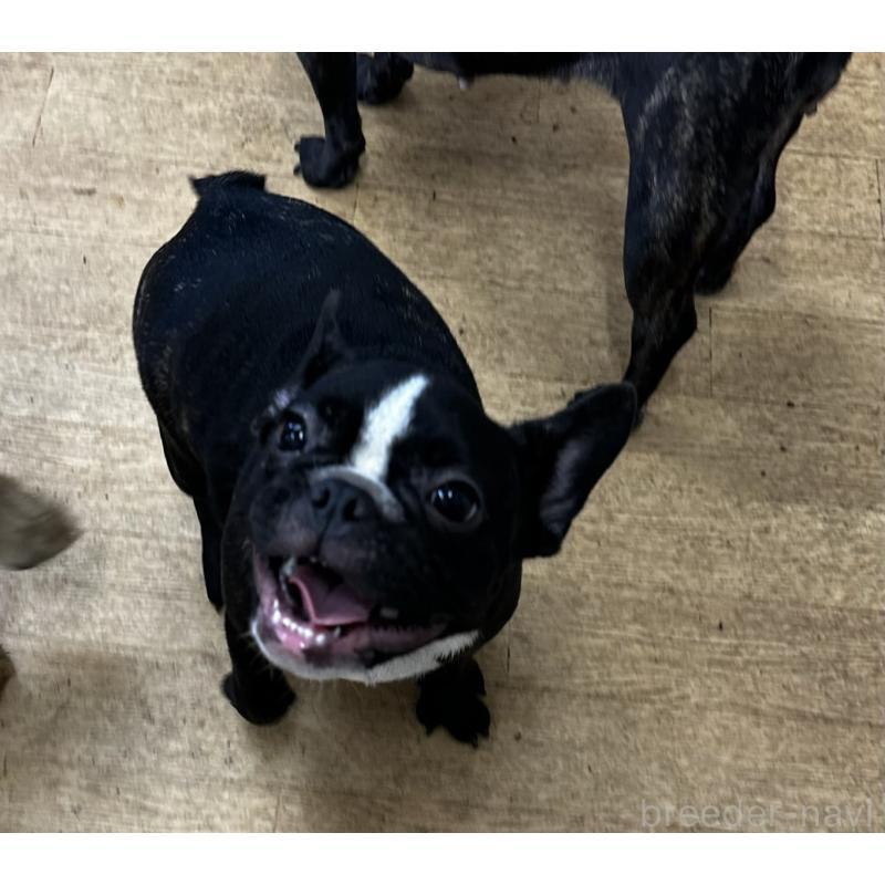 成約済の千葉県のフレンチブルドッグ-398813の3枚目