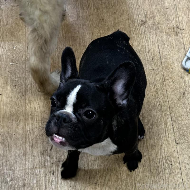 成約済の千葉県のフレンチブルドッグ-398813の2枚目