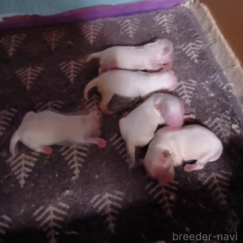 販売中の宮城県のマルチーズ-419206の1枚目